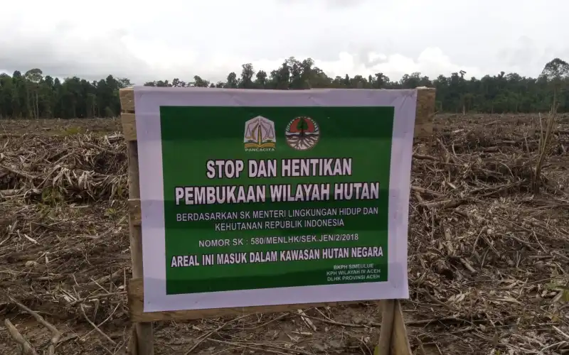 DPRK Simeulue Desak Penegak Hukum Mengusut Dugaan Pengrusakan Hutan Negara Di Teluk Dalam