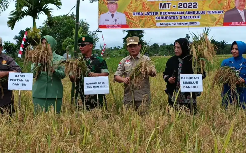 Hadiri Panen Padi Di Latitik, &nbsp;Pj Bupati Simeulue Disambut Tari Gelombang