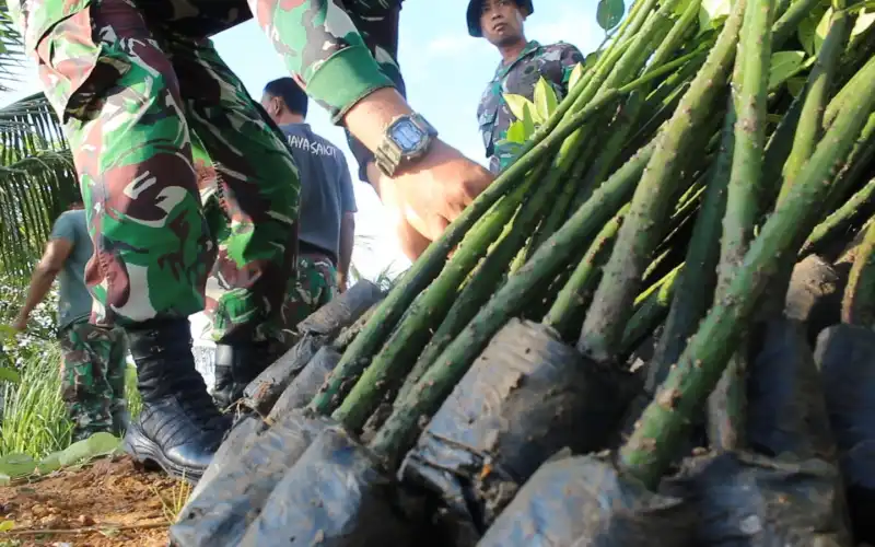 Kodim Abdya akan Tanam Ribuan Magrove di Bibir Pantai yang Rawan Abrasi