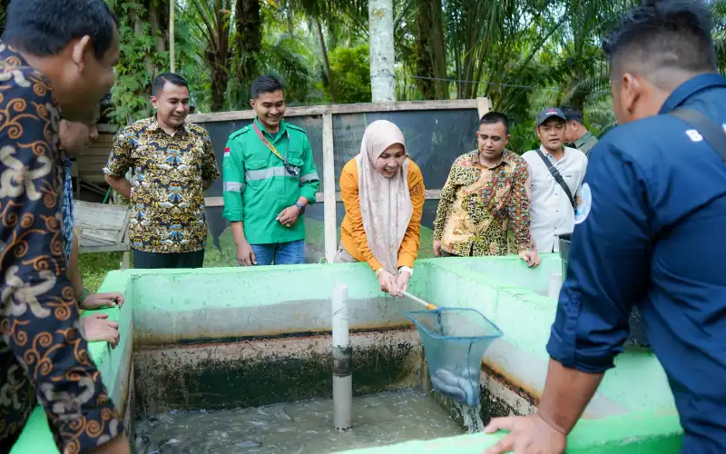 Panen Ikan Lele Program CSR, Pj Bupati Nagan Raya: untuk Peningkatan Ekonomi