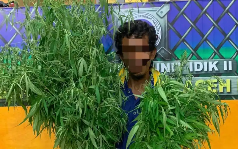 Nekat Tanam Ganja di Perkarangan Rumah, Nelayan di Abdya Aceh Ditangkap Polisi