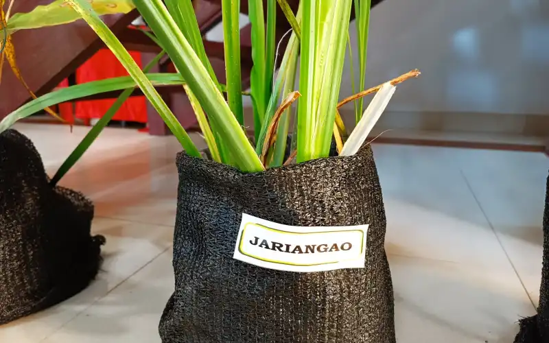 Dipamerkan di PKA Ke-8, Selain Rempah Jariangao Menjadi Kearifan Lokal Masyarakat Simeulue