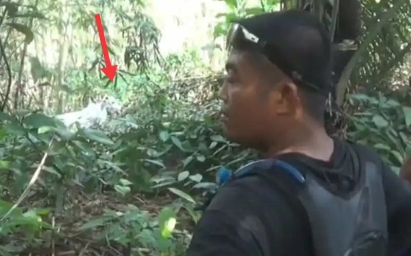 Sapi Ngamuk Lari Ke Hutan,Warga Kewalahan, Damkar Purwakarta Tepaksa Turun Tangan Evakuasi