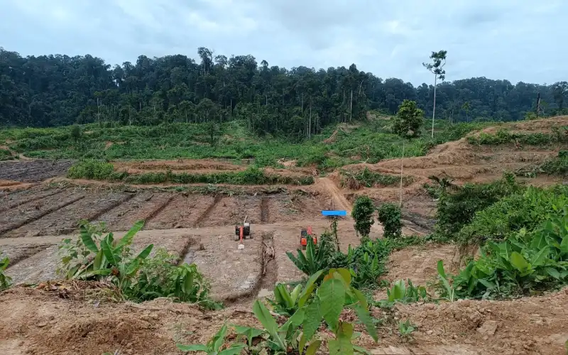 Terkait Izin Membuka Lahan Perkebunan Perkebunan, OSS PT. Raja Marga dipertanyakan