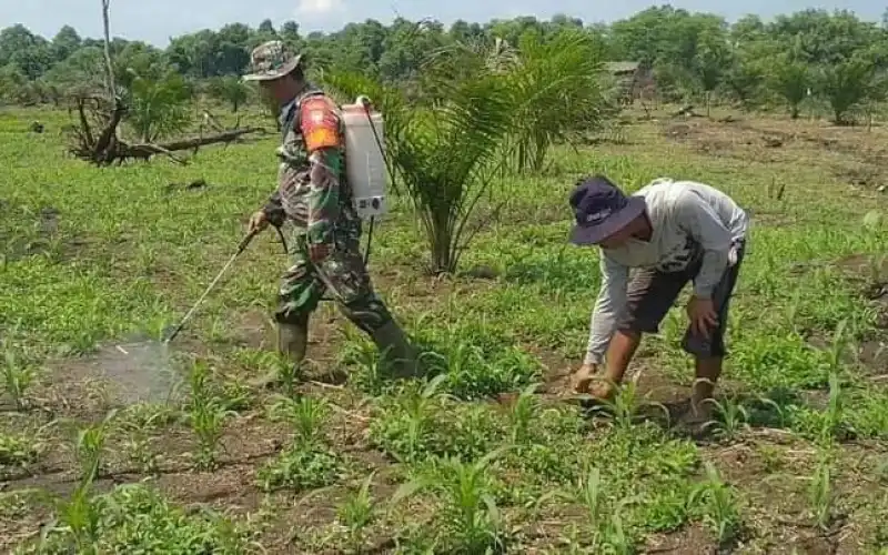 Memiliki Lahan Luas Warga Kecamatan Rundeng Manfaatkan Tanaman Muda